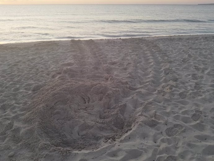 Una tortuga deposita sus huevos en una playa de Ibiza