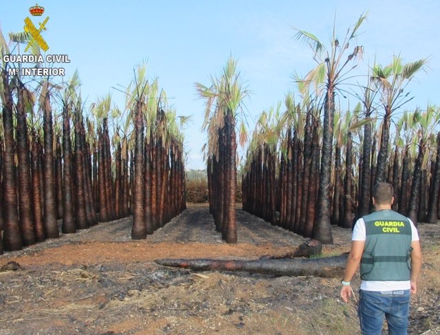 La Guardia Civil detiene a una persona como presunta autora de varios incendios en poblaciones de La Ribera Alta