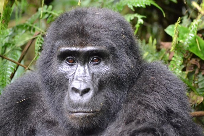 Los gorilas de montaña juegan en el agua como si fueran humanos