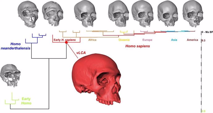 El cráneo del primer Homo Sapiens resulta sorprendentemente moderno