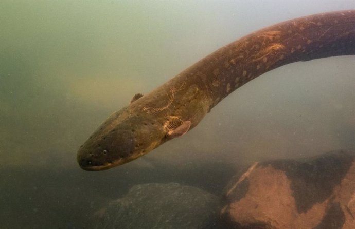 Imagen de la anguila con récord de descarga eléctrica