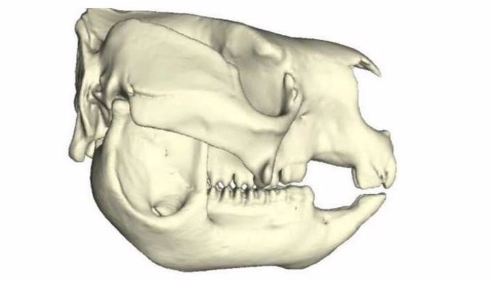 Un canguro extinto con cráneo y mandíbulas de panda gigante