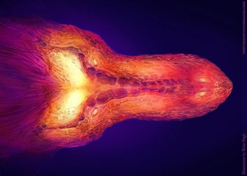 Imagen térmica de un cráneo de T. Rex