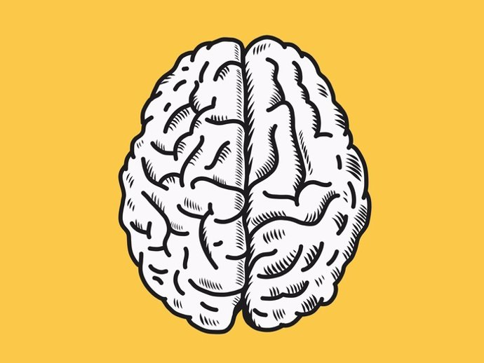 Brain vector illustration in top view.