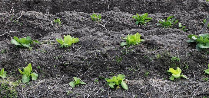 Consejo.- Agricultura aprueba programas para eliminar trabas burocráticas en ayu