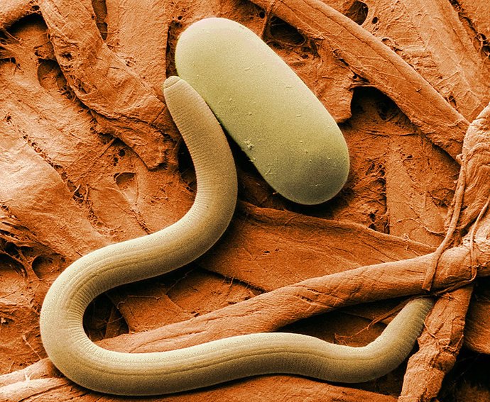 Los nematodos suman 0,3 gigatoneladas en todo el planeta