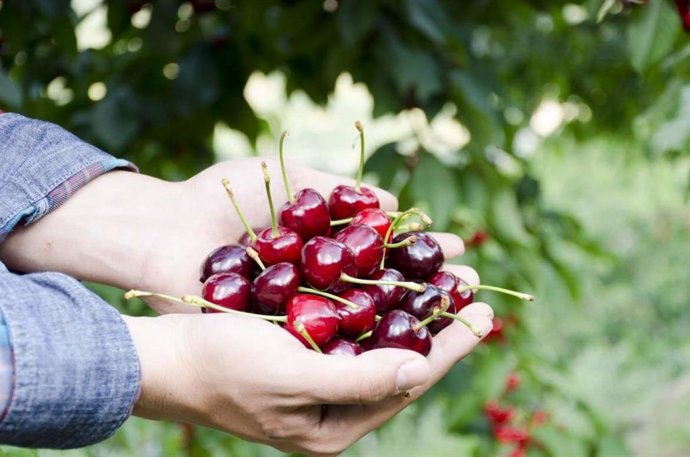 Cerezas del Valle del Jerte