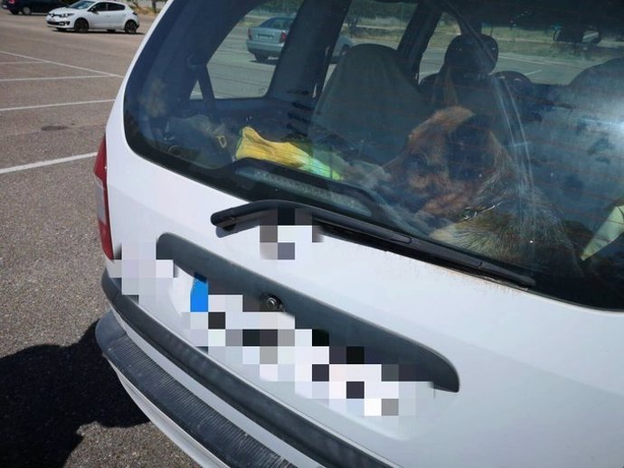 Imagen facilitada por la Policía con la perra dentro del coche del denunciado