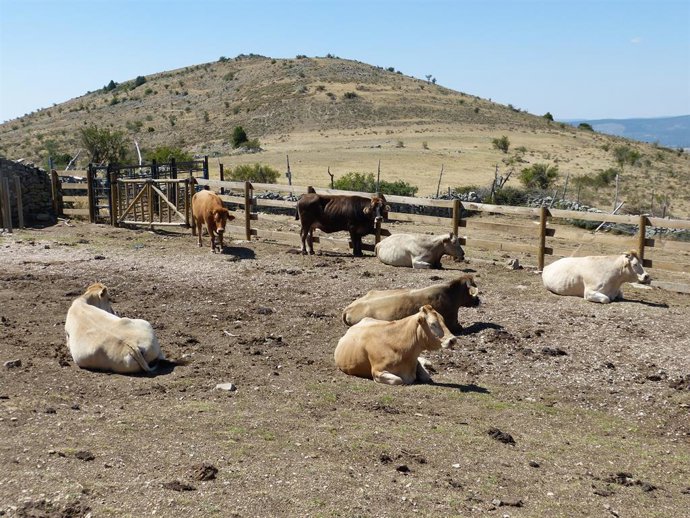 COAG-A pide "tranquilidad" ante el consumo de carne en fresco por las "garantías
