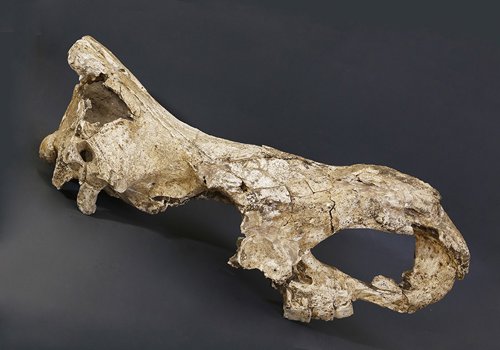 Imagen de la mandíbula usada en el estudio