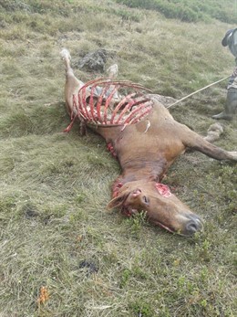 Una yegua muerta la noche del martes al miércoles por un ataque del oso