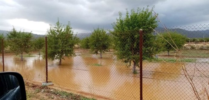 Campo de almendros inundado en la Comunitat Valenciana