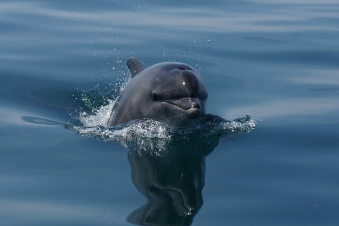 Hallan contaminantes industriales en delfines del Canal de la Mancha