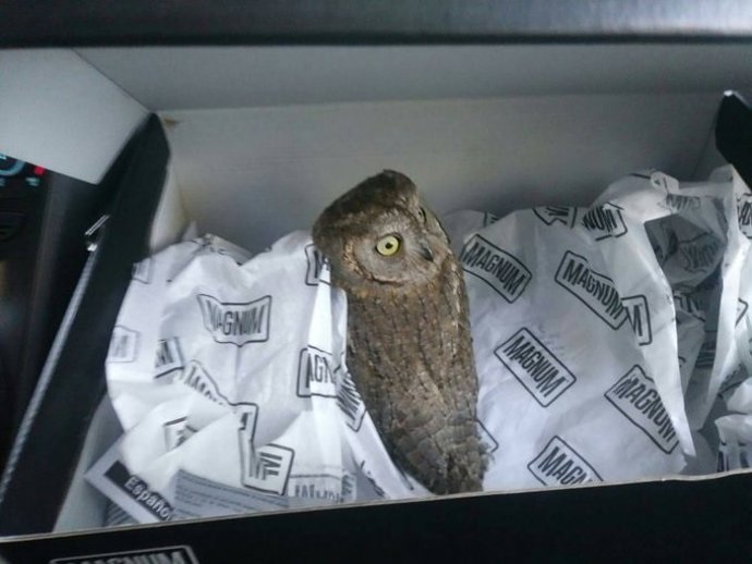 Ejemplar de autillo encontrado en Valladolid.