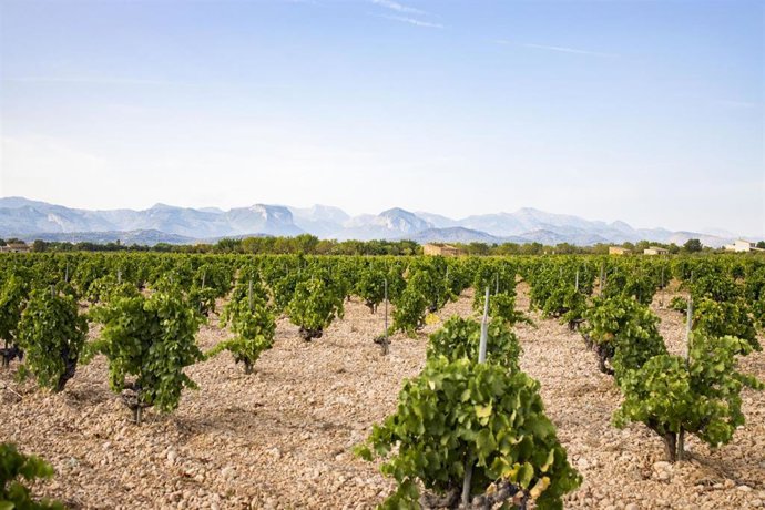 Cultivos de uva en Binissalem.