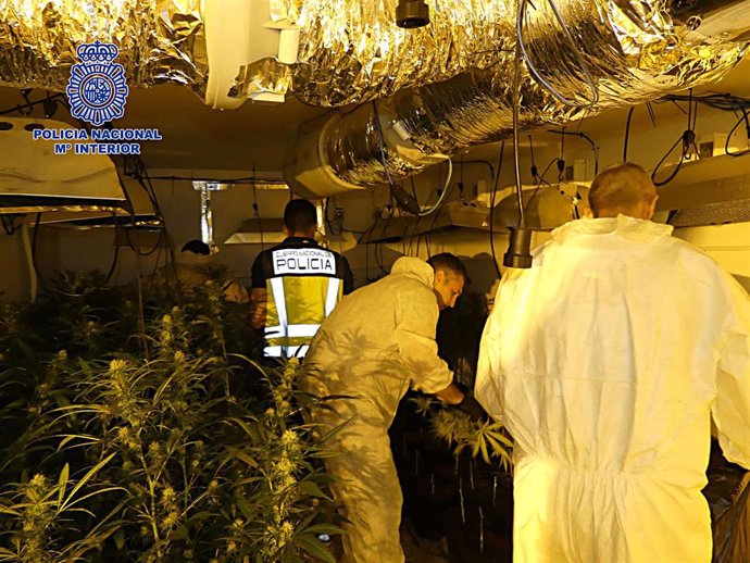 Plantación de marihuana desmantelada en Nambroca
