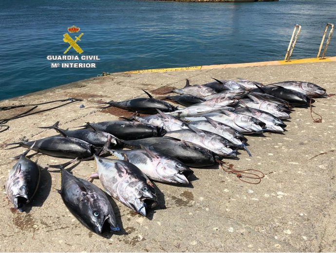 Cádiz.-Sucesos.- Intervenidas 25 piezas de atún rojo pescados ilegalmente en la 