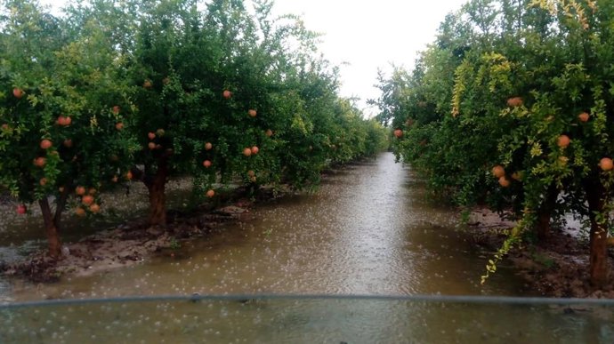 Campos de naranjos anegados tras el paso de la gota fría.