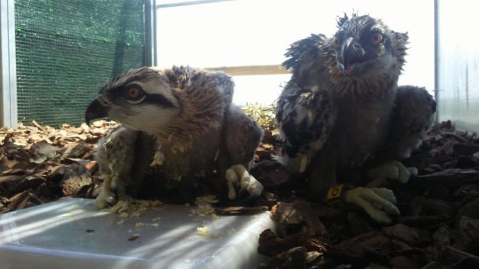 Algunas de las especies reintroducidas