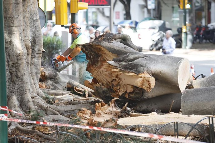 Últimos coletazos del temporal Dana en la provincia de Málaga. Operarios de Parques y Jardines realizan labores de recogida del emblemático árbol Ficus del Paseo de Rending derribado por el Dana.