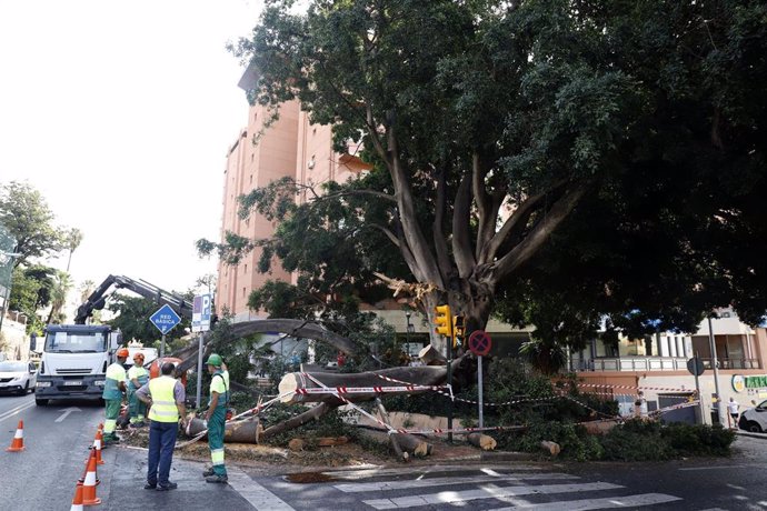 Los servicios municipales de Málaga retiran los restos de un árbol afectado por el temporal.