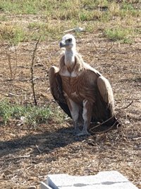 Rescatado un buitre leonado, desorientado y desnutrido, en las inmediaciones de la Torre Sevilla