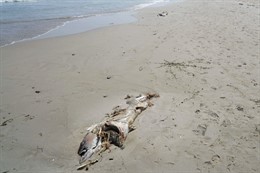 Atunes muertos aparecen en La Manga tras temporal