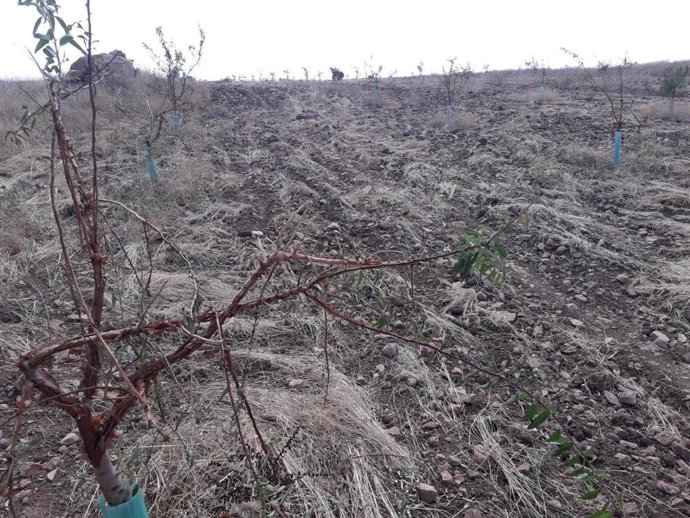 ASAJA pide que la zona este del Campo de Montiel sea comarca de emergencia cineg