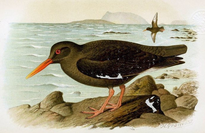 ADN revela que un ave extinta de Canarias no era una especie única