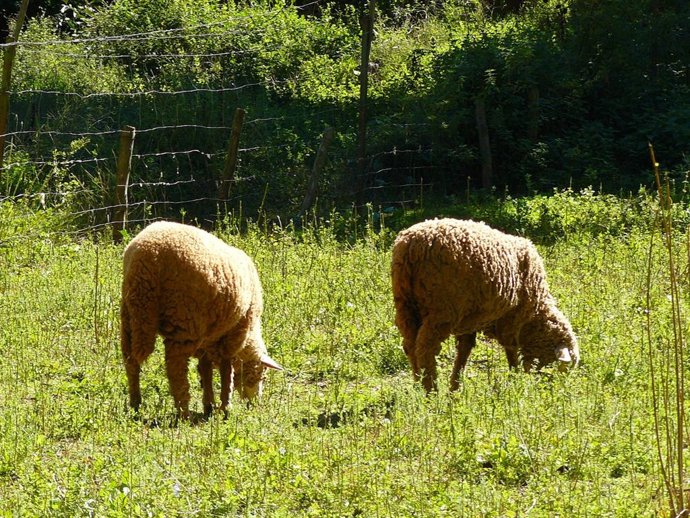 La Junta permitirá el pastoreo en superficie de barbecho de interés ecológico pa