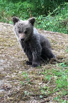 La osezna recogida en Proaza (Asturias)