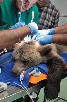 La osa Saba en el centro de recuperación de Fauna Silvestre de Villaescusa.