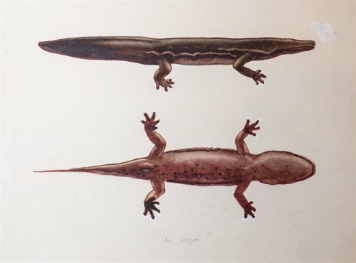 Nueva especie de salamandra gigante