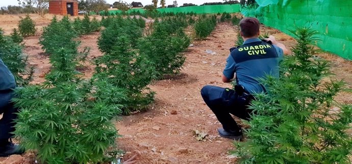 Plantación marihuana en Montijo
