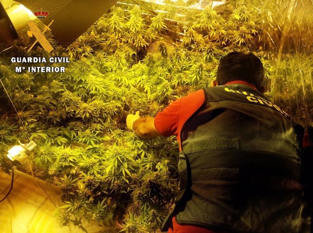 La Guardia Civil interviene la plantación de marihuana.