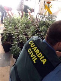 Localizado un cultivo de 220 plantas de marihuana en una vivienda ocupada de Roquetas (Almería)