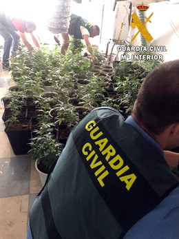 Cultivo de 220 plantas de marihuana localizado en una vivienda ocupada de Roquetas de Mar (Almería)