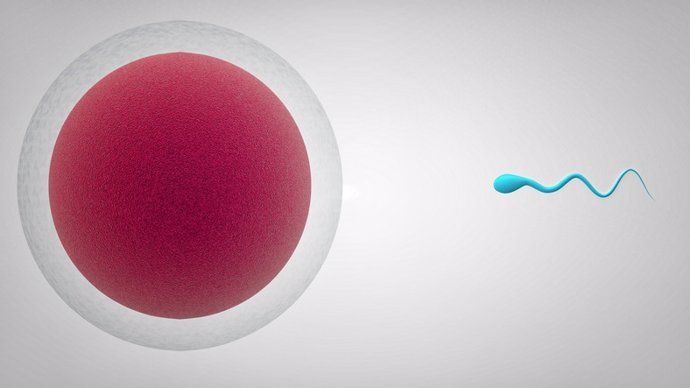 Modern Sperm and Egg Illustration