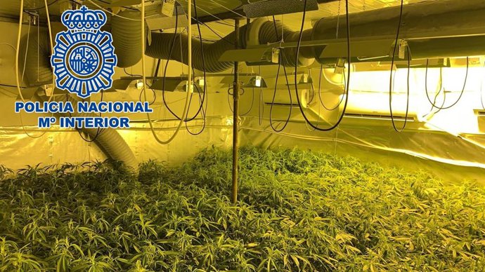 Plantación de marihuana en una nave de El Portal en Jerez