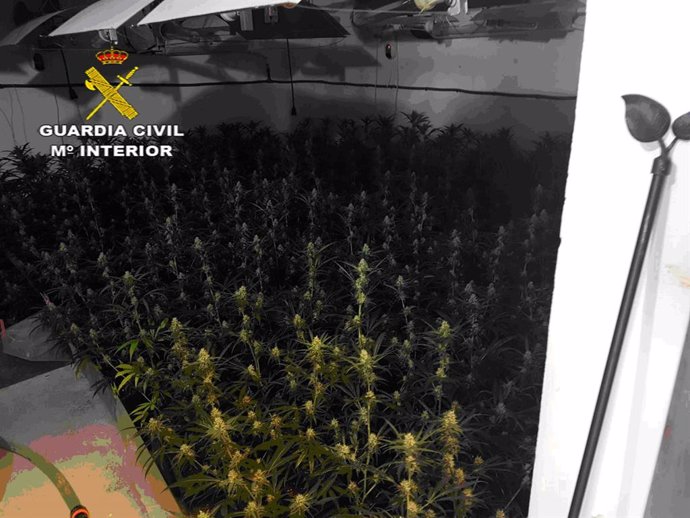 Plantación de marihuana desmantelada por la Guardia Civil en una nave de Huévar del Aljarafe (Sevilla)