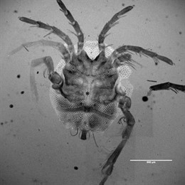 Arrenerus caboti, una nueva especie de ácaro hallada en el buche de un pato, lo que abre la posibilidad a una nueva forma de dispersión.