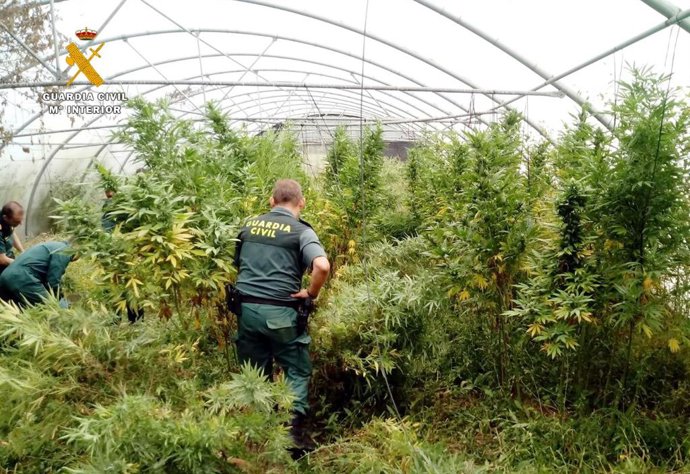 Rdo. Nota De Prensa Guardia Civil (Localizado Un Invernadero Con Marihuana En Una Explotación De Tomates)