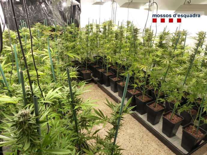 Sucesos.- Un detenido por cultivar 400 plantas de marihuana en su domicilio de G