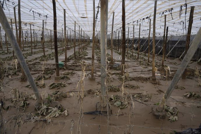 Uno de los invernaderos afectados por la 'gota fría' en Almería