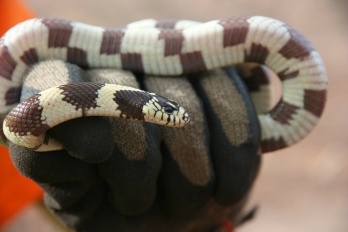 Capturadas en Gran Canaria casi 1.000 ejemplares de culebra real de California e