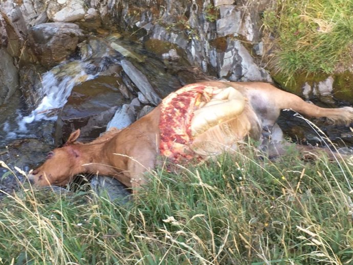 Yegua matada por el oso Cachou en la noche del miércoles al jueves.