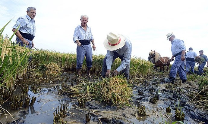 Valencia.- Un minitastarrós protagonizará la Fiesta de la Siega con paella valen