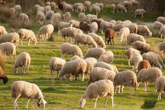 Una explotación de ganado ovino.