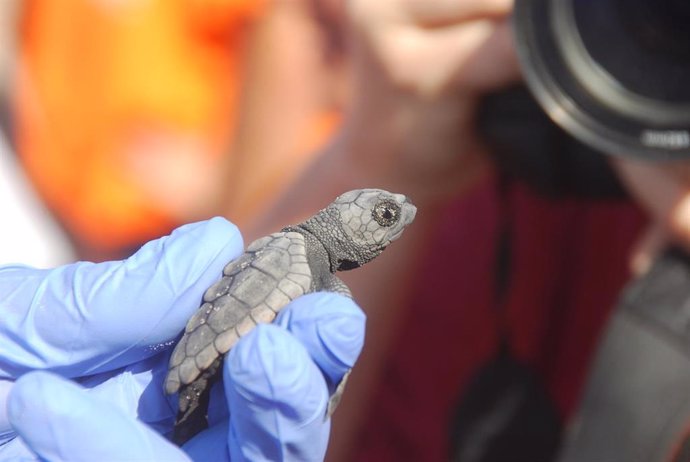 La quinta puesta de huevos de tortugas marinas en la Comunitat Valenciana, a punto de nacer