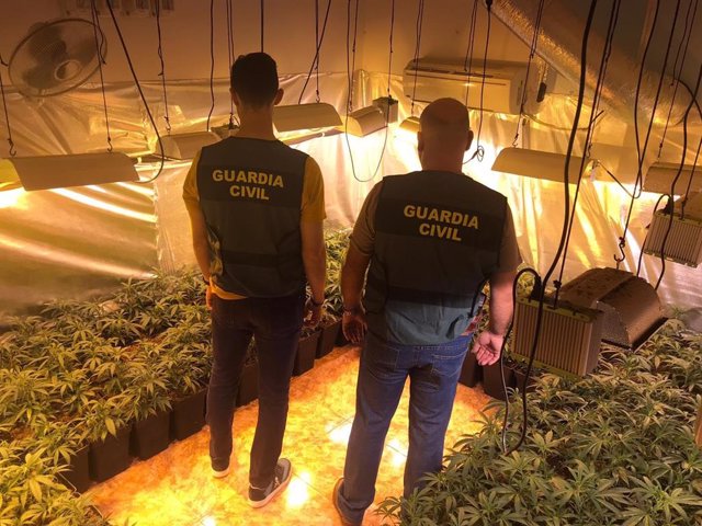 Plantaciones de marihuana intervenidas por la Guardia Civil